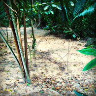 Caves Branch Sandy Nature Trail