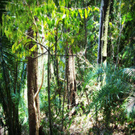 Zip Line Belize Rainforest Foliage View