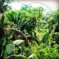 Belize Zip Line Tower Canopy View