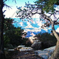 Grand Canyon through Trees