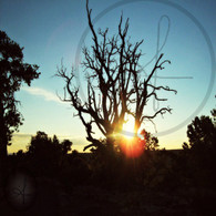 Sunset Yavapai Tree Branches