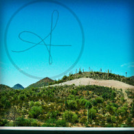 Arizona Field of Cacti