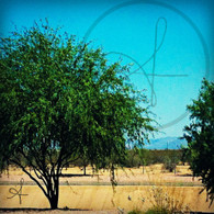 Mesa Desert Tree