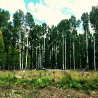 Birch Trees Coconino National Forest