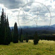 Coconino National Forest View Trees