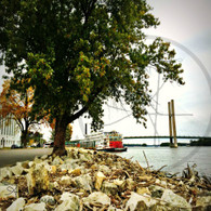 American Queen through Tree