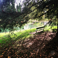 Quiet Bench View 8x10