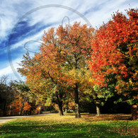 Crapo Autumn Tree View 5x7