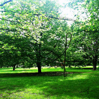 Crapo Skate House Between Trees