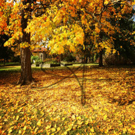 Crapo Park Autumn Leaves