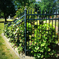 Chandler Park Fence Railing View