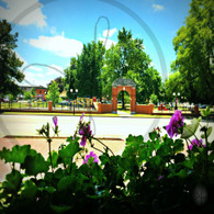 Flower View Chandler Park