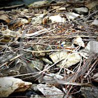 River Sticks and Rocks