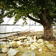Tree and Rocks at South Boat Ramp