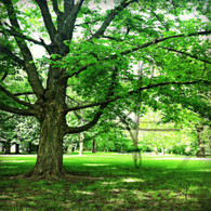 Crapo Trees and Grass