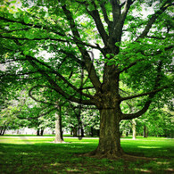 Crapo Park Trees View