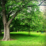 Crapo Park Tree Line