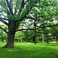 Crapo Park Tree and Path