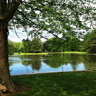 Lake Starker Trees Reflection