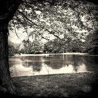 Lake Starker Trees Reflection BW