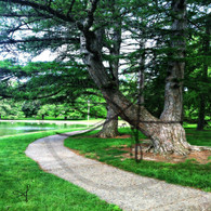 Crapo Park Trees Path Curve
