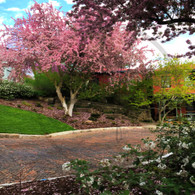 Snake Alley Spring View