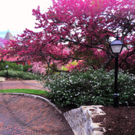 Snake Alley Spring Curve