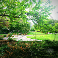 Snake Alley Curve and Tree View