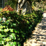 Snake Alley Grape Vine