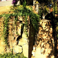Snake Alley Vines and Concrete Stairs