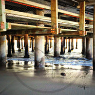 Bird at Shoreline Under Pier