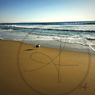 Lone Bird at Pacific Shoreline