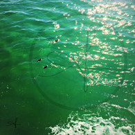 3 Birds in Ocean
