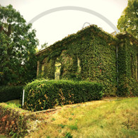 Ivy Covered House