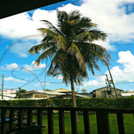 Belize City Tavern Tree