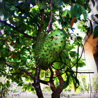 Belize Soursop in Tree