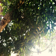 Belize Mango Tree Branches