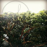 Belize Mango Tree Top