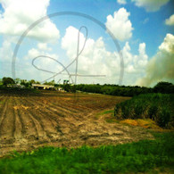 Belize Sugar Cane and Field