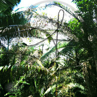 Altun Ha Jungle Leaves