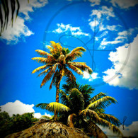 Belize Howler Monkey Palm Trees