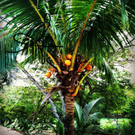 Belize Baby Coconuts