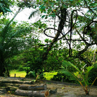 Belize Howler Monkey Walk View