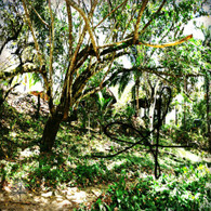 Belize Howler Monkey Sanctuary View