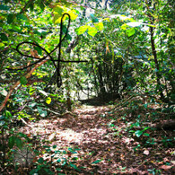 Belize Howler Monkey Walk Path