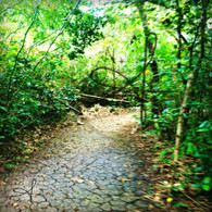 Belize Howler Monkey Jungle Path