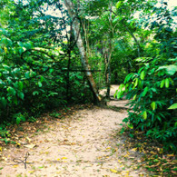 Belize Howler Monkey Path into Jungle