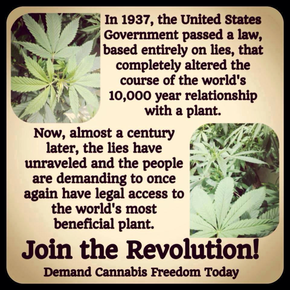 cannabis.jpg