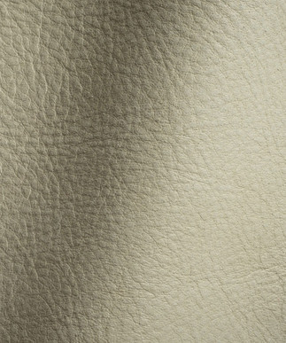 Tribe Ivory 