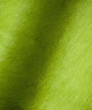 Hair on Hide Lime